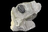 Detailed Gerastos Trilobite Fossil - Morocco #141685-5